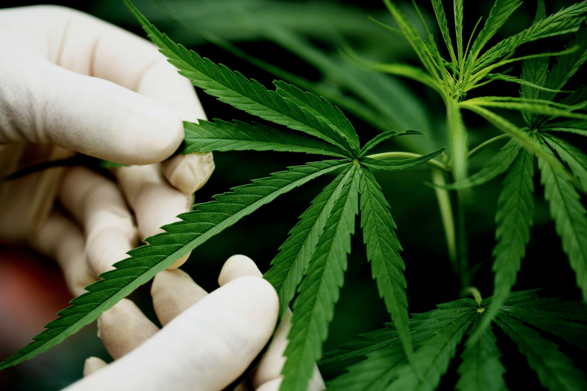 Tanaman ganja
